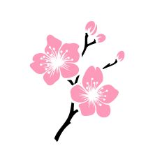 Cherry Blossom Branch 