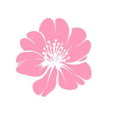 Cherry Blossom