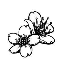 Cherry Blossom
