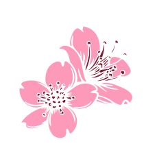 Cherry Blossom