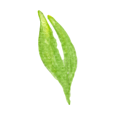 Watercolor Leaf