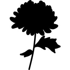 Chrysanthemum Flower Silhouette