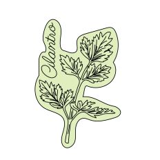 Cilantro Herbal Sketch