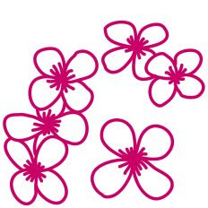 Clematis Blossom Flowers