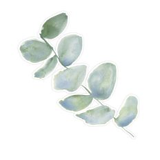 Watercolor Eucalyptus 9 Leaf Sprig for Print & Cut Projects
