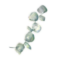 Watercolor Eucalyptus Leaf Sprig Clipart for Print & Cut, Cards & Journals