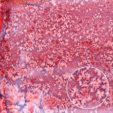 Magenta Red Blue Salty Grunge Printable Watercolor Background