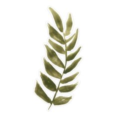 Watercolor Olive Green Leaf Frond | Printable Clipart & Cut File