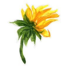 Watercolor Sunflower Bud Flower Print and Cut