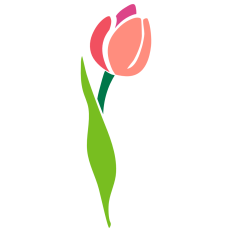Tulip Flower