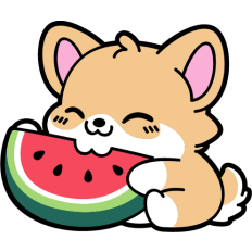corgi eating a watermelon