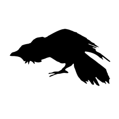 Angry Crow Halloween Raven