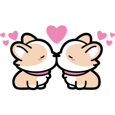 cute corgi couple kissing