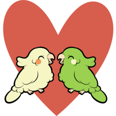 cute parrots in love