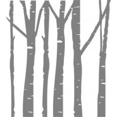 birch tree forest