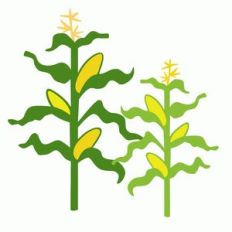 country corn stalks