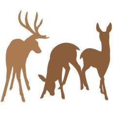 deer family