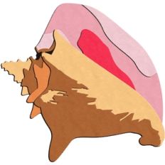 sea shell 3 (conch shell)