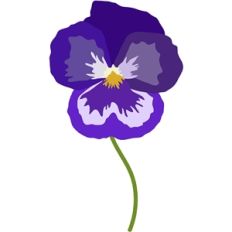 pansy purple