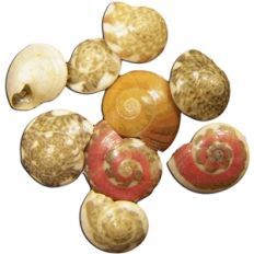 scattered shells