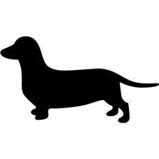 dachshund