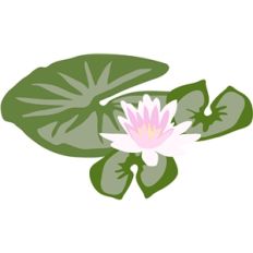 lily pad and lotus