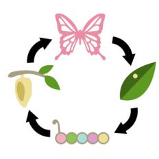 educational art -butterfly lifecycle