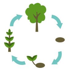 educational art - plant lifecycle