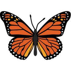 monarch butterfly