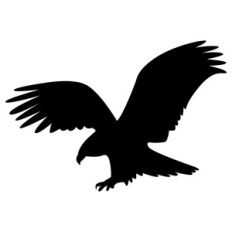 bald eagle