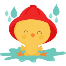 chick in puddle