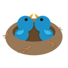 baby birds in nest