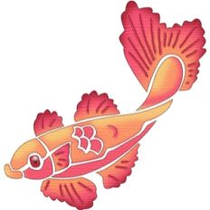koi carp fish