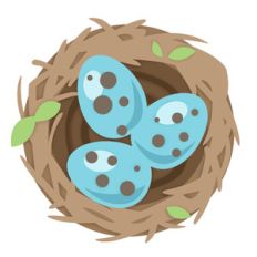 bird nest