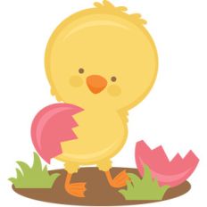 hatching chick