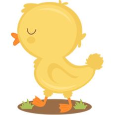 baby chick