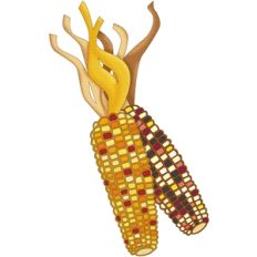 indian corn
