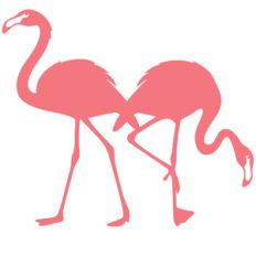 2 flamingos
