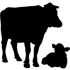 cows