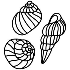 seashells