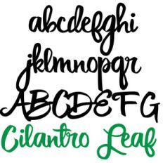 pn cilantro leaf