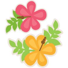 hibiscus set