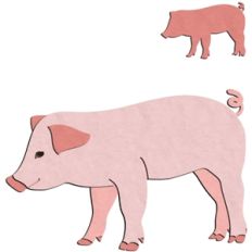 pig