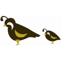 quail