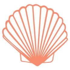 seashell