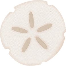 Sand Dollar