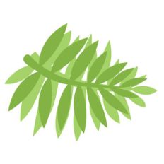 palm frond