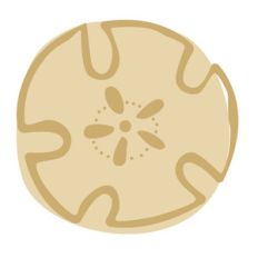 sand dollar shell