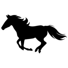 wild horse