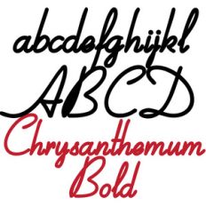 zp chrysanthemum bold